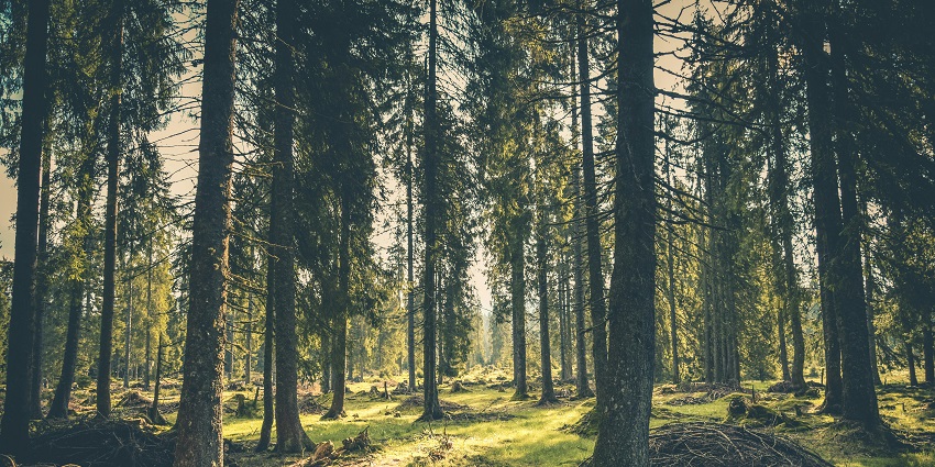 A scenic view of the dense forests featuring rustic terrains for nature walks and more.