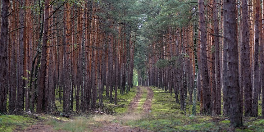 Take a relaxing nature stroll in the Sri Venkateswara Wildlife Sanctuary, Tirupati.