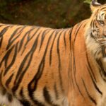 Close-up photograph of a Bengal tiger in its natural habitat at Nauradehi Wildlife Sanctuary, India.