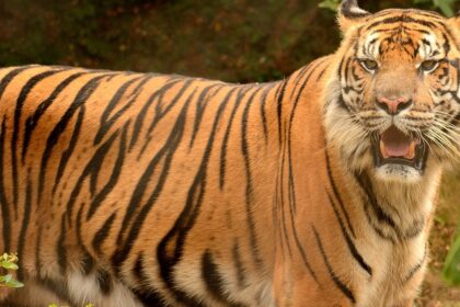 Close-up photograph of a Bengal tiger in its natural habitat at Nauradehi Wildlife Sanctuary, India.