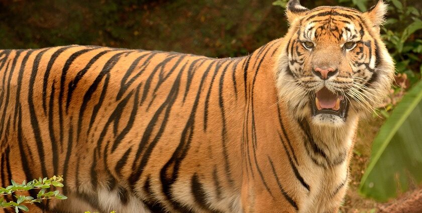 Close-up photograph of a Bengal tiger in its natural habitat at Nauradehi Wildlife Sanctuary, India.