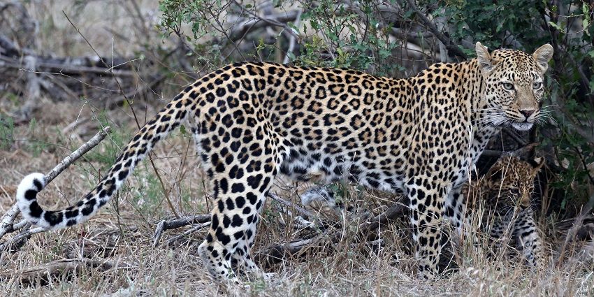 A beautiful view of a leopard resting near a tree branch at Nauradehi Wildlife Sanctuary, India.