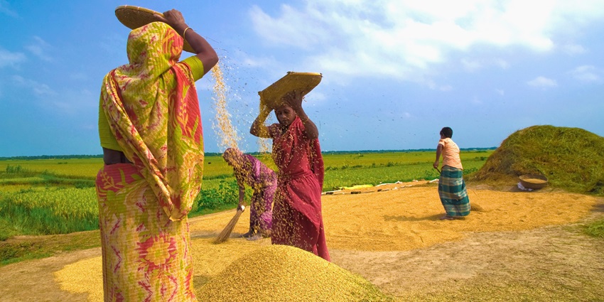 A picture of a woman separating the chaff from the wheat with the process of winnowing