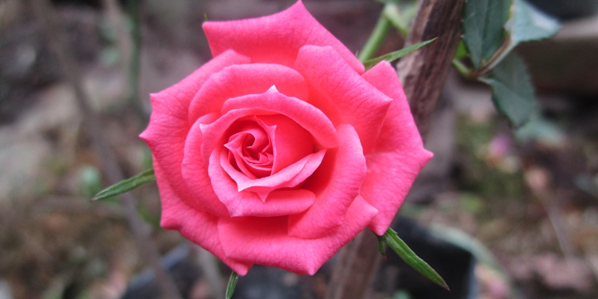 A picture of a rose blooming at a rose garden in Ludhiana, surrounded by various species of roses
