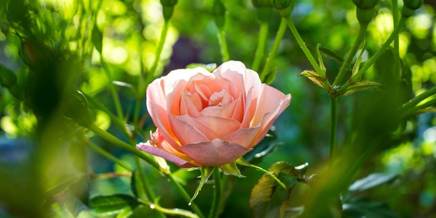 Nehru Rose Garden is one of the most spectacular places to visit near Jalandhar.
