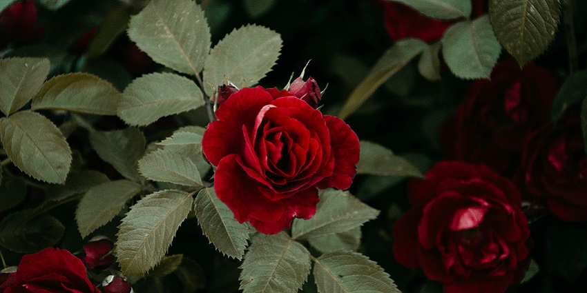 Nehru Rose Garden features a kaleidoscope of roses.