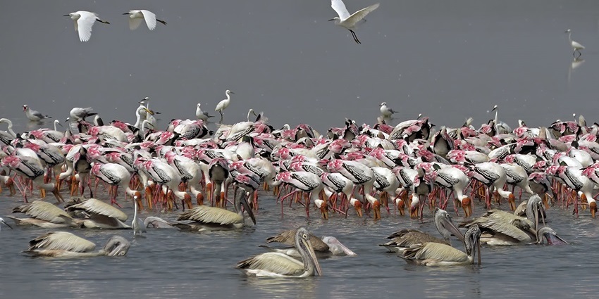 Imge of pelicans and other birds around the lake in natural habitat - Nelapattu Bird Sanctuary