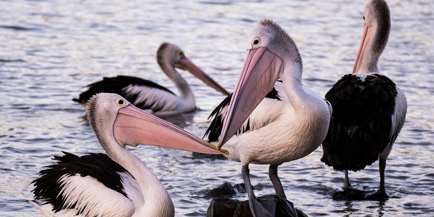 A picture of a group of pelicans swimming in a water body during daytime