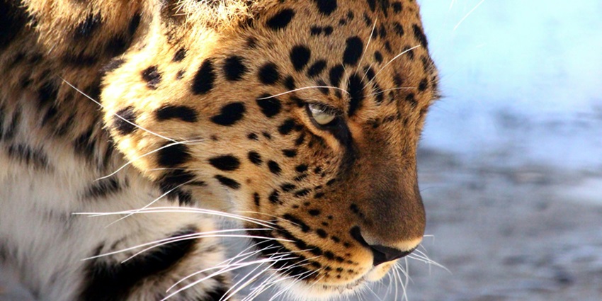 A view of a leopard in Nepali Reserve Forest, a rich green natural reserve in Punjab.