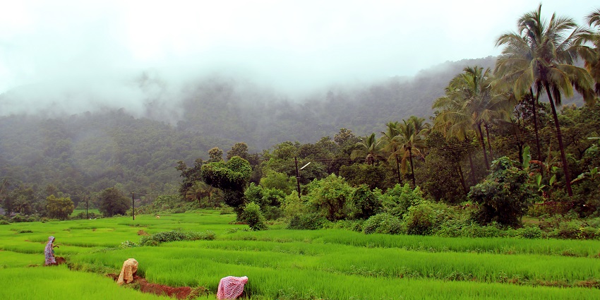 One of the best places to visit near Goa within 50 km is the Netravali Wildlife Sanctuary