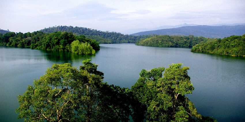 A picture of a mangrove area in the famous Neyyar Wildlife Sanctuary