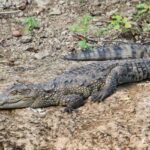 A close view of a crocodile relaxing in Gir national park, can be seen in a night safari in Gir national park.