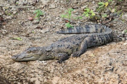 A close view of a crocodile relaxing in Gir national park, can be seen in a night safari in Gir national park.