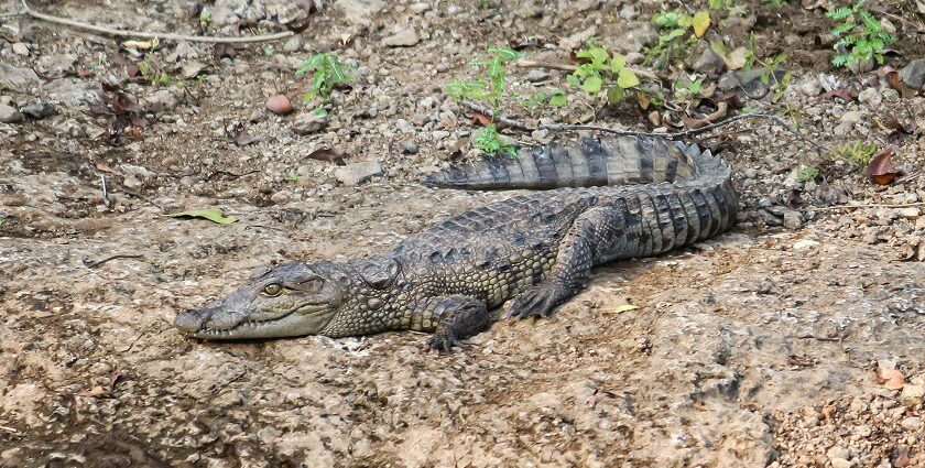 A close view of a crocodile relaxing in Gir national park, can be seen in a night safari in Gir national park.