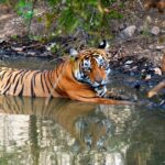 Night safari in Ranthambore spot nocturnal creatures and tigers.