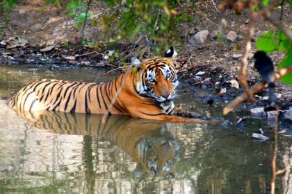 Night safari in Ranthambore spot nocturnal creatures and tigers.