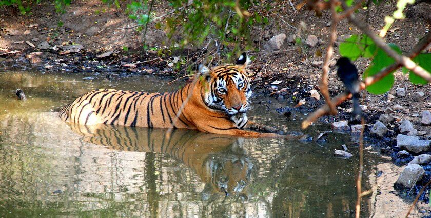 Night safari in Ranthambore spot nocturnal creatures and tigers.