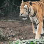 Photo of a wild tiger during a night safari in Malaysia offering thrilling adventure.