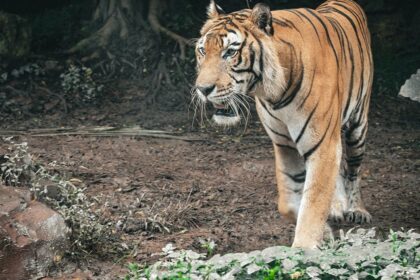 Photo of a wild tiger during a night safari in Malaysia offering thrilling adventure.