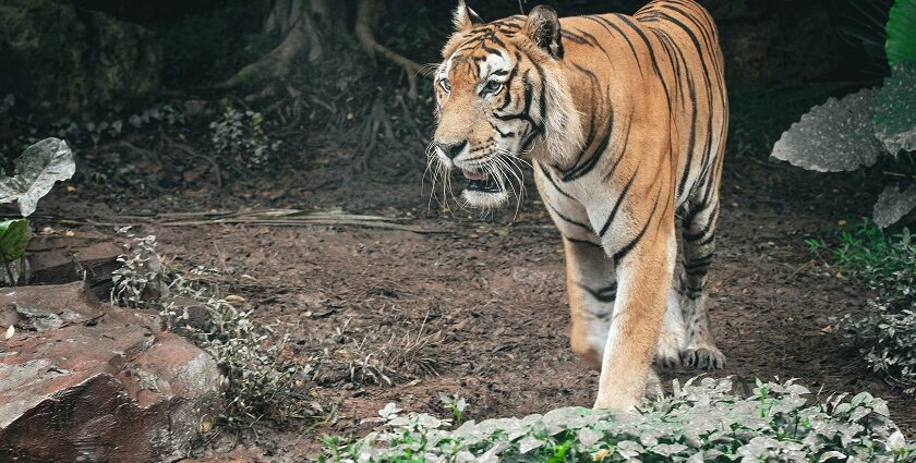 Photo of a wild tiger during a night safari in Malaysia offering thrilling adventure.