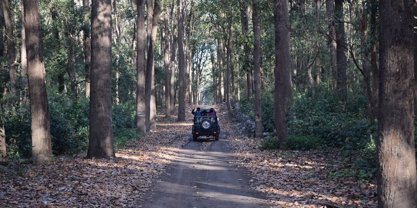 A safari vehicle is navigating through the dark forest of Achanakmar Wildlife Sanctuary