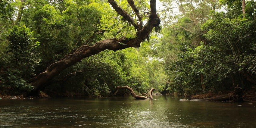 Nisargadhama is a popular eco-tourism spot near Pushpagiri Wildlife Sanctuary.
