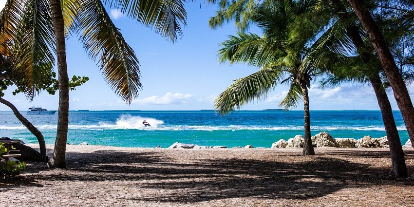 Lush green coconut trees sway gently on a sunlit beach, framed by clear blue skies