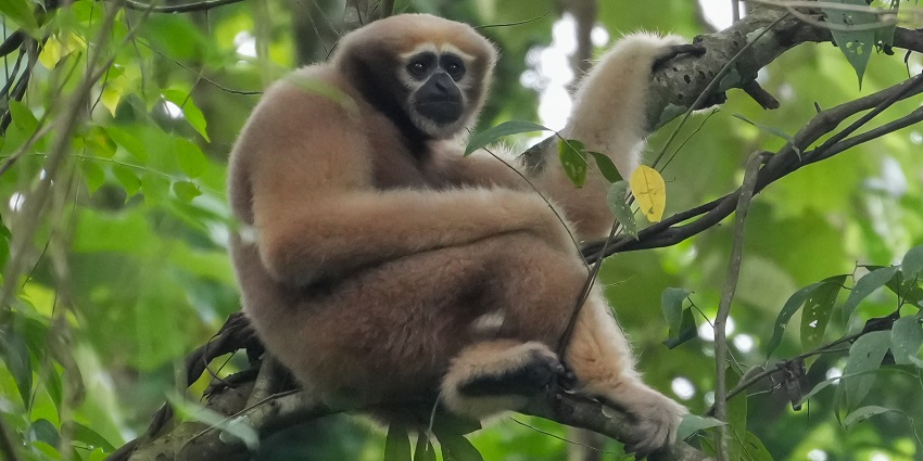 A picture of a hoolock gibbon sitting on a tree branch at a wildlife sanctuary