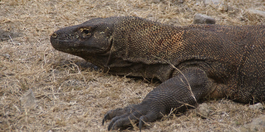 A focused zoo in Surat, ideal for reptile lovers, featuring iguanas, snakes, and more