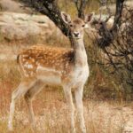 A fallow deer among rocks in autumn, representing the herbivores in Orchha Wildlife Sanctuary