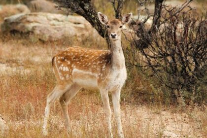 A fallow deer among rocks in autumn, representing the herbivores in Orchha Wildlife Sanctuary