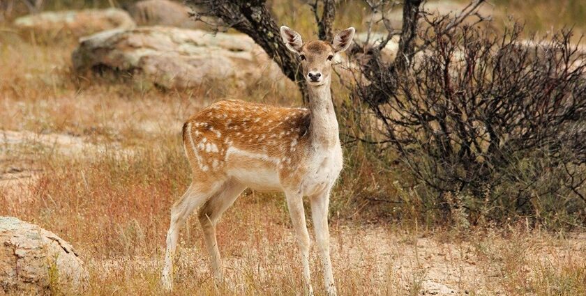 A fallow deer among rocks in autumn, representing the herbivores in Orchha Wildlife Sanctuary