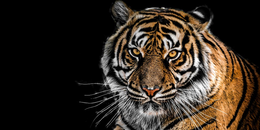 A close up view of a tiger which can be spotted in Orchha Wildlife Sanctuary, the best place to visit in Orchha.