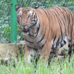 A panoramic view of Ormanjhi Zoo's animals amidst lush green surroundings.