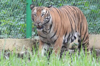 A panoramic view of Ormanjhi Zoo's animals amidst lush green surroundings.