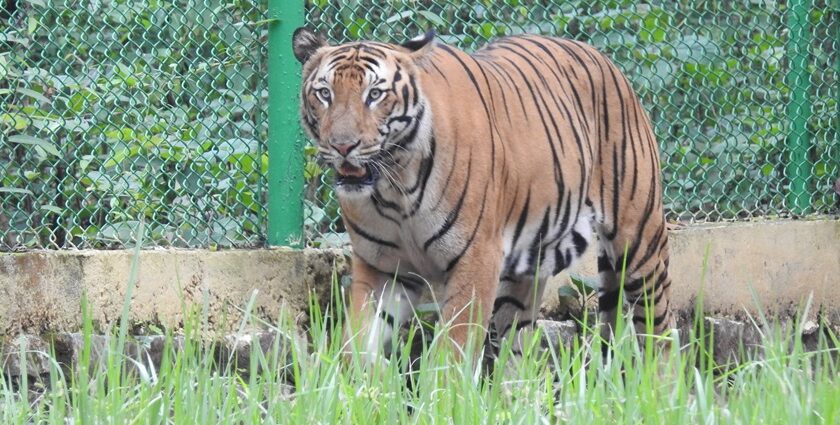 A panoramic view of Ormanjhi Zoo's animals amidst lush green surroundings.