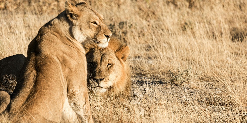Distant view of a lion and a lioness roaring amidst golden meadows