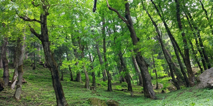 A picture of a mountain's terrain with dense forest-like trees and wildlife