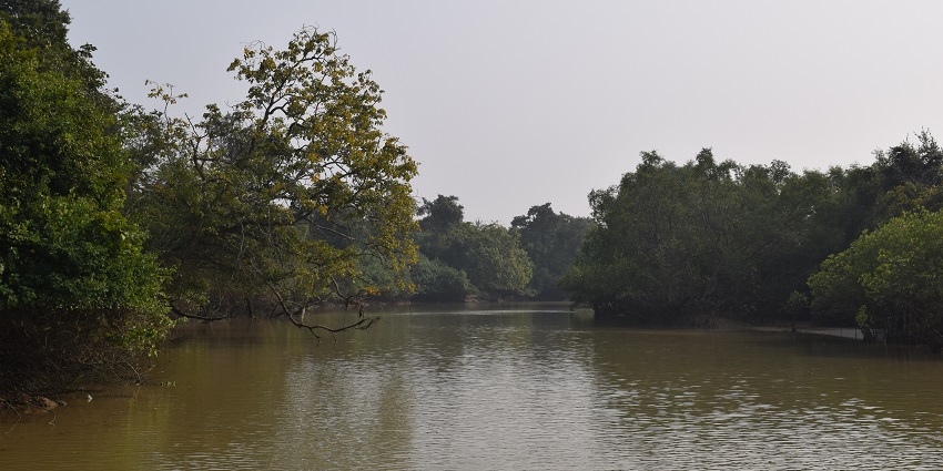 Lakeside view of the lush Mangrove forests amidst the wildlife sanctuary