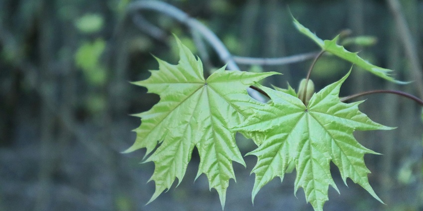 Tourists visiting the forest area must be beware of certain factors to avoid any hassle.