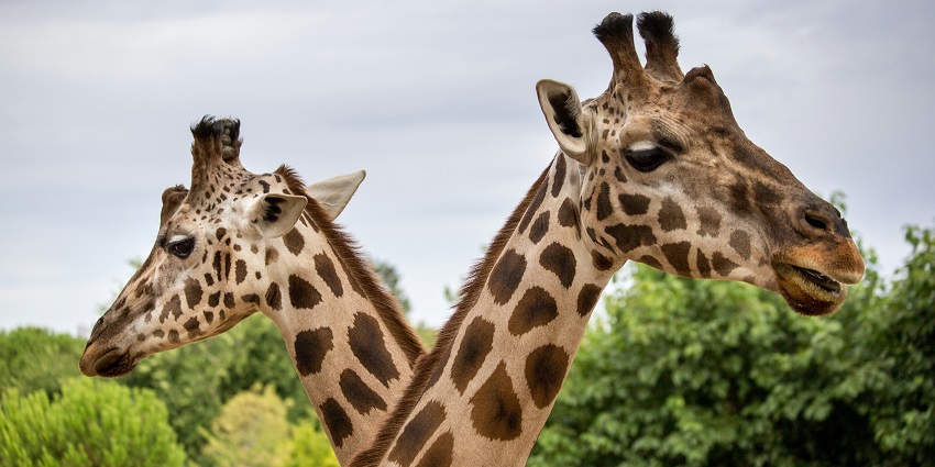 A picture of two giraffes in a zoo in Chhattisgarh where wildlife is aplenty