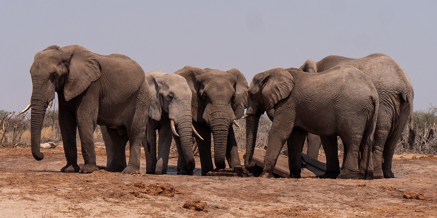 Guidelines and tips for visiting Balimela Wildlife Sanctuary, covering permits and local guides