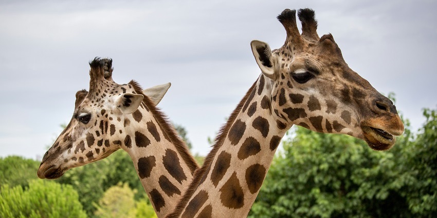 An image of two giraffes at this zoo that represent the variety of animal species here