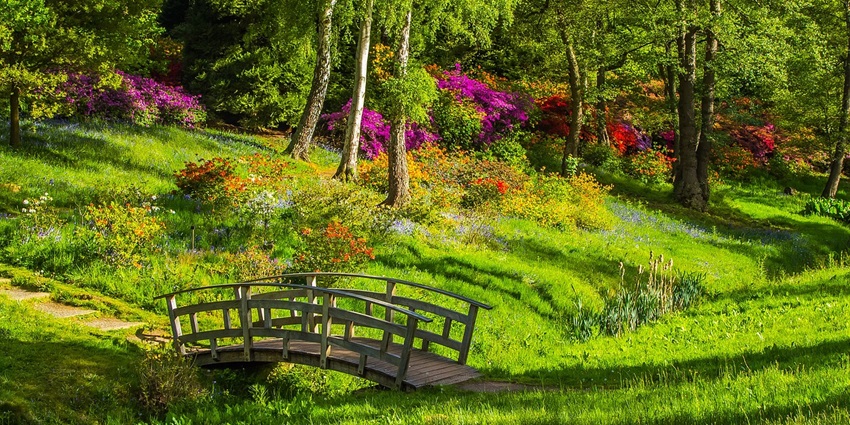 Picturesque view of a vibrant flowers amidst lush fields and a bridge crossing over it
