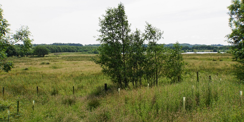 A picture of a grassy area in a wildlife sanctuary on a bright sunny day