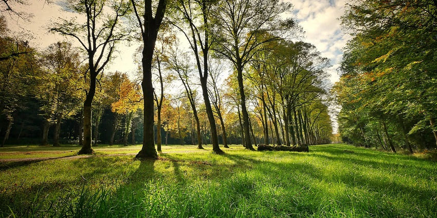 Picturesque view of lush trees and sun beaming through on the verdant garden