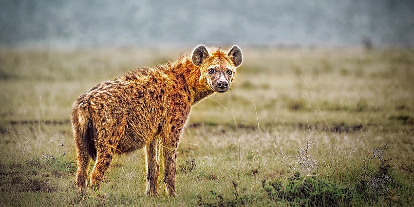 A wild hyena, a nocturnal predator often observed in the diverse habitats