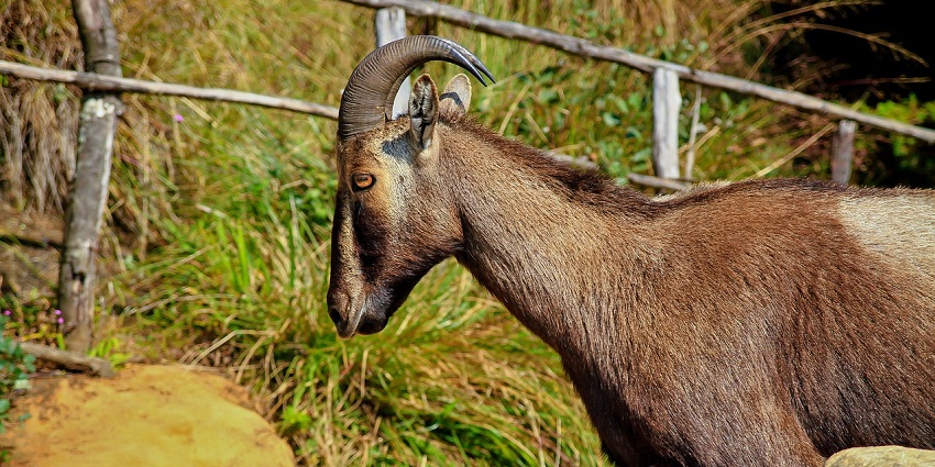 Nilgiri Tahr grazing, representing the endangered species found in sanctuaries like Karera