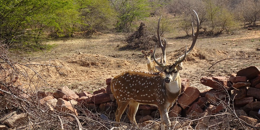 A male spotted deer illustrating the herbivorous wildlife found within the boundaries