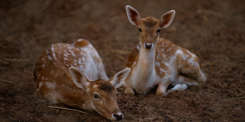 Deer in their natural habitat, living free and wild, similar to animals in Panna Wildlife Sanctuary